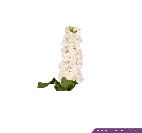 گل آنلاین - گل شب بو سنترام وایت - Matthiola | گل آف